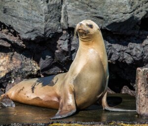 East, Central & West Galapagos Islands Sailing Tour