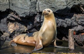 East, Central & West Galapagos Islands Sailing Tour