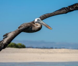 Wildlife of the Galapagos: North & Central Island Sailing