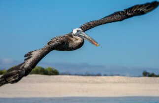 Wildlife of the Galapagos: North & Central Island Sailing