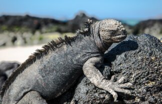 Short Break Sailing & Wildlife Tour of the Galapagos