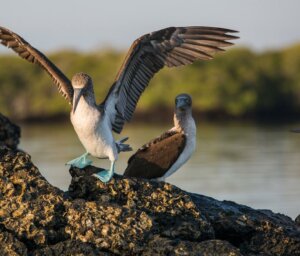 Wilderness & Wildlife of the Galapagos for Young Adults