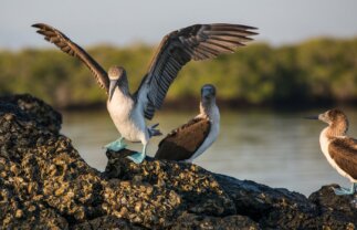 Wilderness & Wildlife of the Galapagos for Young Adults