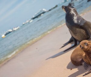 Small Group Tour of the Galapagos Islands from Quito