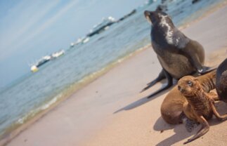 Small Group Tour of the Galapagos Islands from Quito