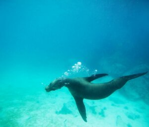 Week-Long Nature Tour of the Galapagos