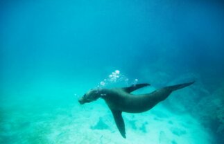 Week-Long Nature Tour of the Galapagos