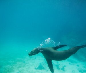 Galapagos Sailing Tour: Best of the Central Islands