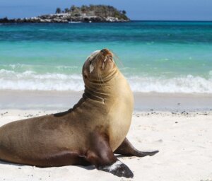 Hiking & Snorkelling Galapagos Islands Sailing Tour