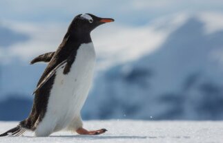 22-Day Falklands, South Georgia and Antarctica Wildlife and History