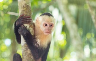 Walking Tour of Costa Rica