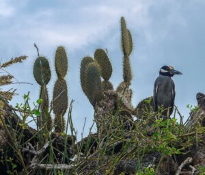 Sailing Tour of the Galapagos: Central & Eastern Islands