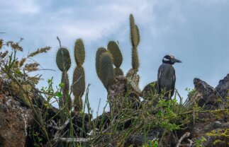 Sailing Tour of the Galapagos: Central & Eastern Islands