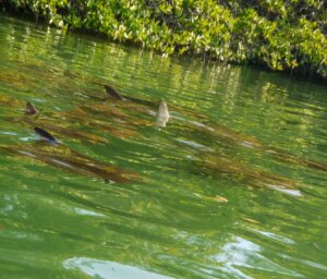 Grand Sailing Tour of the Galapagos