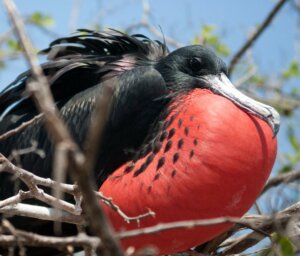 Galapagos West & Central Islands Sailing Tour (Cruise Only)