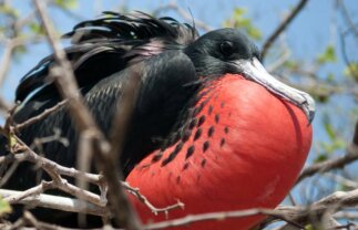 Galapagos West & Central Islands Sailing Tour (Cruise Only)