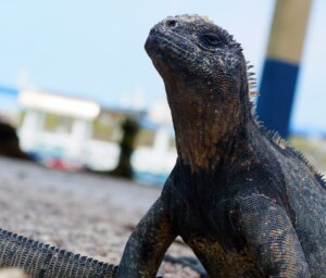 Week-Long Nature Tour of the Galapagos