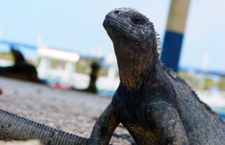 Week-Long Nature Tour of the Galapagos