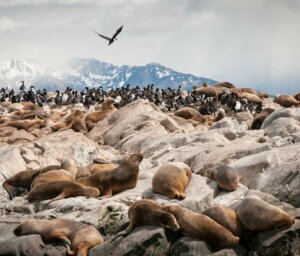 Expert Guided Antarctic, South Georgia and Shetlands Tour