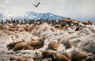 Expert Guided Antarctic, South Georgia and Shetlands Tour