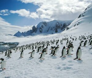 Expert Guided Antarctic, South Georgia and Shetlands Tour