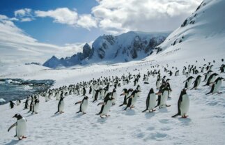 Expert Guided Antarctic, South Georgia and Shetlands Tour