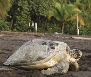 Nature & Wildlife Tour of Costa Rica