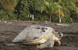 Nature & Wildlife Tour of Costa Rica