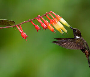 Two-Week Tour of Ecuador and the Galapagos