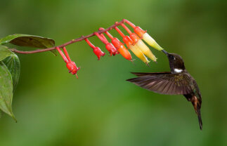 Two-Week Tour of Ecuador and the Galapagos