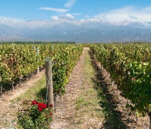 Chile, Argentina & Brazil Cultural & Wine-Tasting Trip