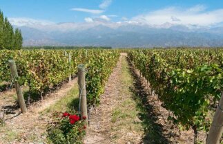 Chile, Argentina & Brazil Cultural & Wine-Tasting Trip