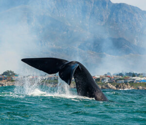 Culture & Wildlife of South Africa with Whale-Watching Trip