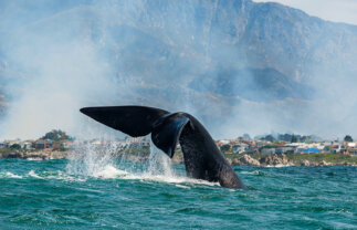 Culture & Wildlife of South Africa with Whale-Watching Trip