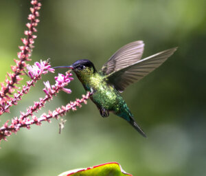 Costa Rica Wildlife & Nature Highlights