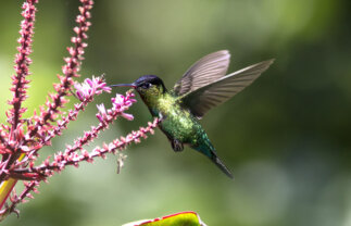 Costa Rica Wildlife & Nature Highlights