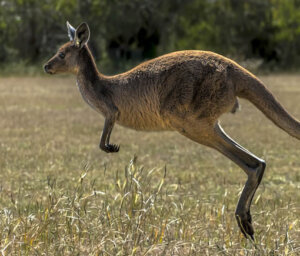 Cultural and Wildlife Tour of Australia