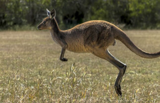 Cultural and Wildlife Tour of Australia