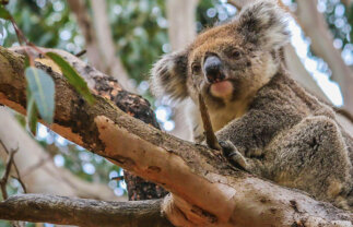 Cultural and Wildlife Tour of Australia