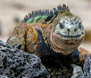 Two-Week Tour of Ecuador and the Galapagos