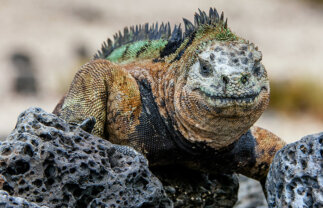 Two-Week Tour of Ecuador and the Galapagos