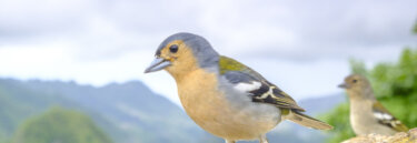 Madeiran Chaffinch Seen on Portugal Tour