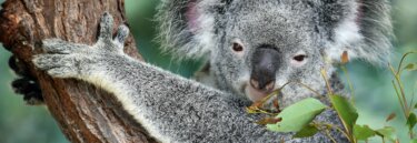 Koala Seen on Australian Wildlife Tours