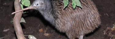 Common Kiwi, New Zealand Wildlife Tours