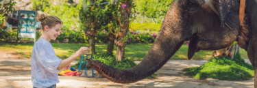 Asian Elephant on Young Adults Tours in Cambodia