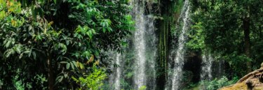 Rainforests in Cambodia Guided Tours