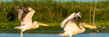 European Wildlife Danube Delta Tour