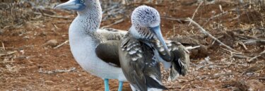 Galapagos Luxury Tour