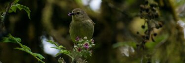 Darwin Finches on Galapagos Trip