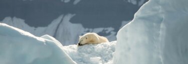 Active Expeditions in the Arctic